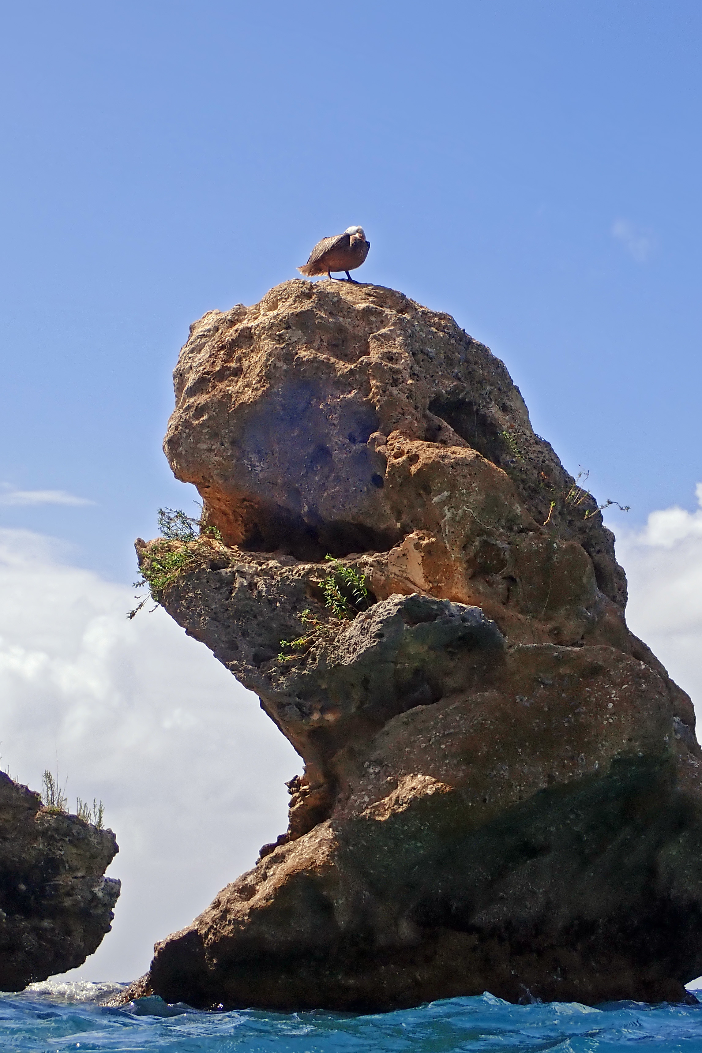 2018-01-28 - 11-08-23 - Tug-Boat (Fels mit Vogel)